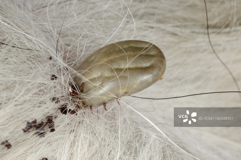 狗身上的蜱虫图片素材