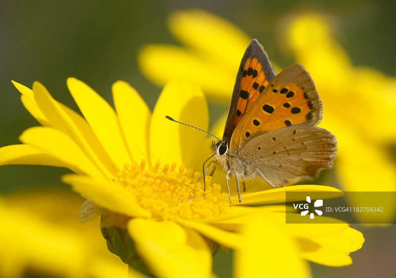 屈肟黄粉蝶在染料甘菊上图片素材