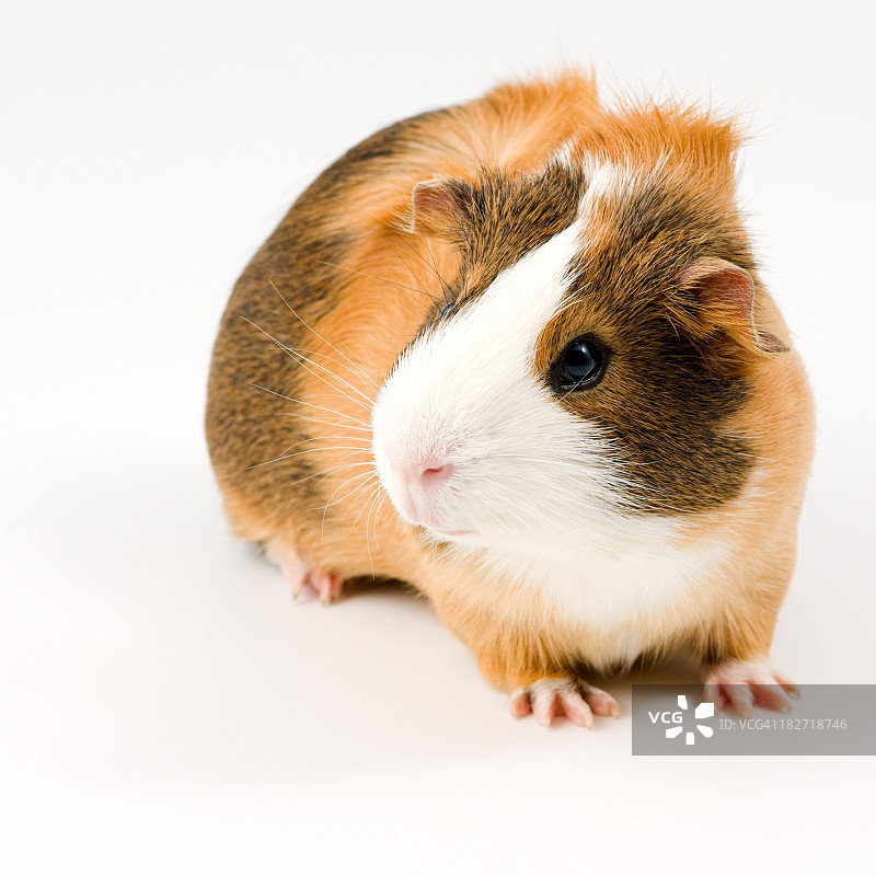 专注的豚鼠图片素材