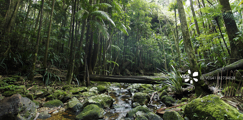 葱郁的绿色热带雨林图片素材