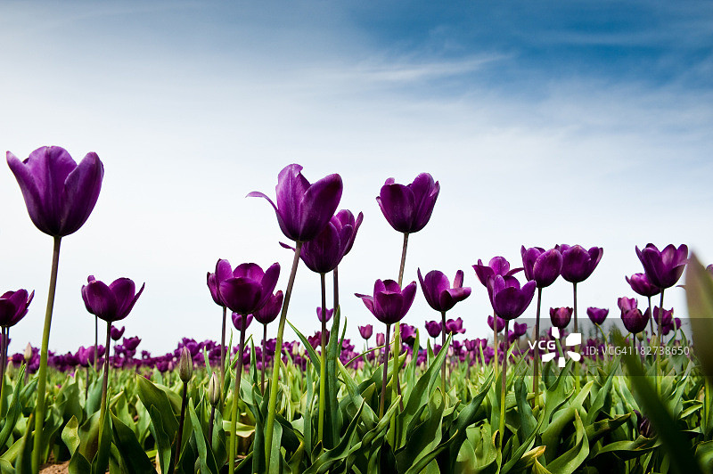 领域的郁金香图片素材