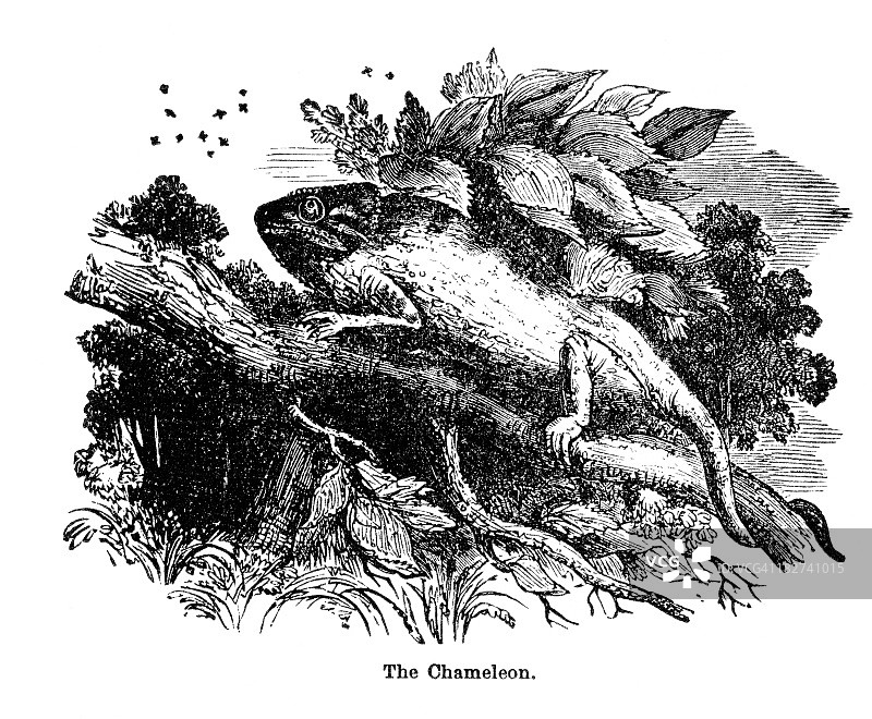 变色龙图片素材