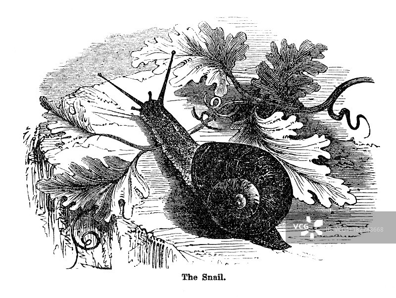 蜗牛雕刻图片素材