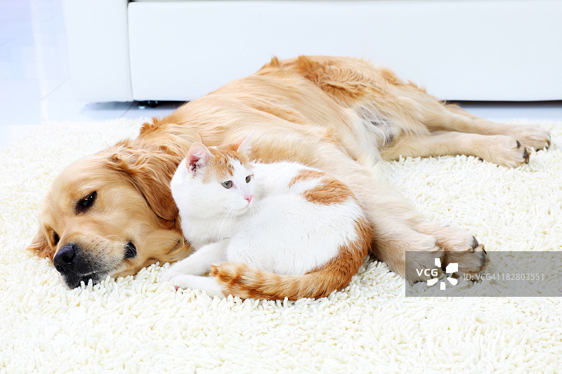 猫和狗一起休息图片素材