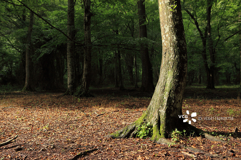 土耳其科克拉雷利伊内阿达隆戈斯森林中的孤山毛榉树图片素材