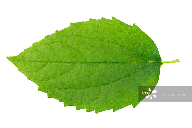 白色背景上的绿叶图片素材