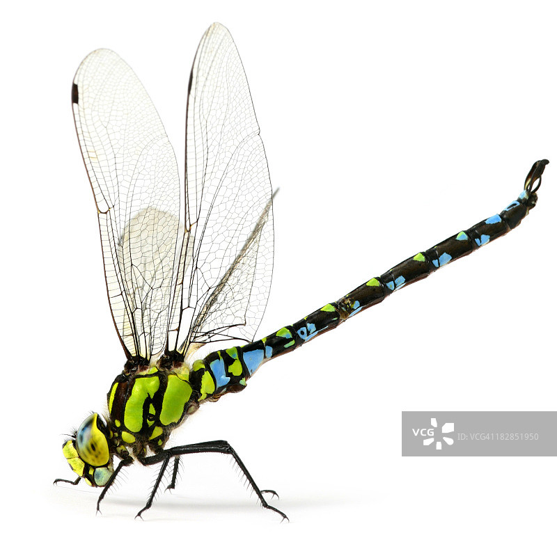 蜻蜓图片素材
