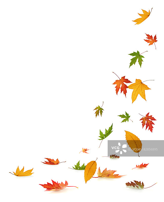白色背景上的秋叶飘落图片素材