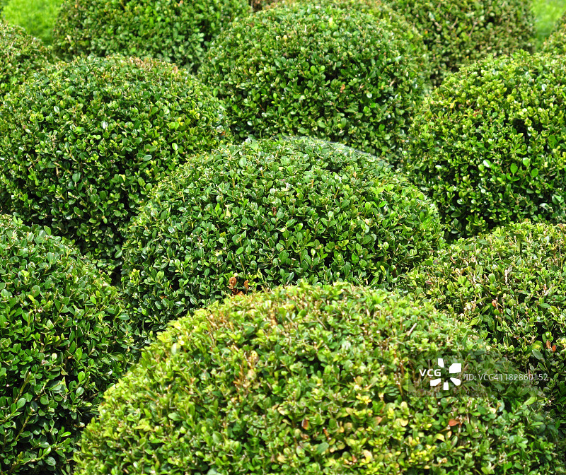 待售黄杨球图片素材