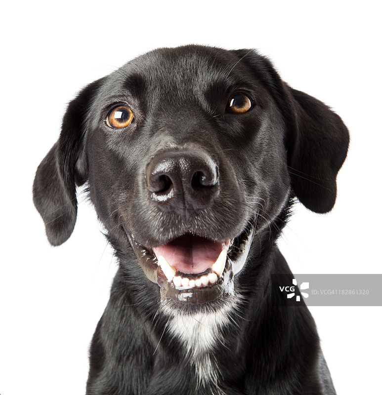 专心看着镜头的快乐黑狗图片素材