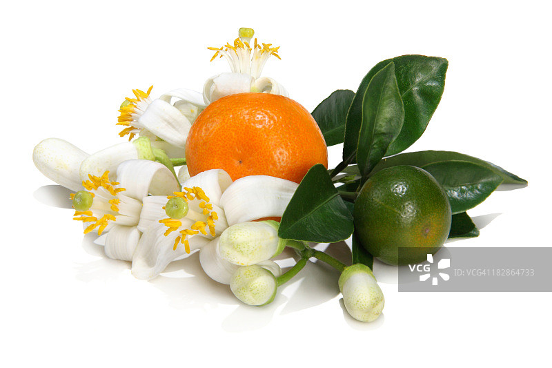 橙花图片素材
