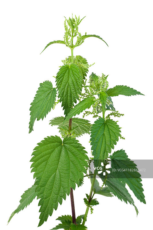小荨麻图片素材
