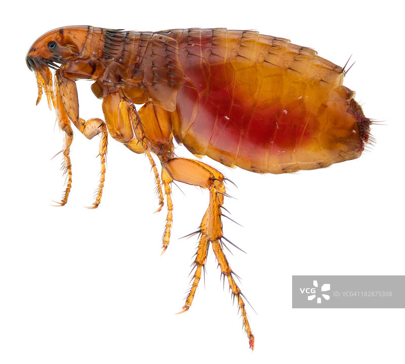 吸饱人血的猫跳蚤图片素材