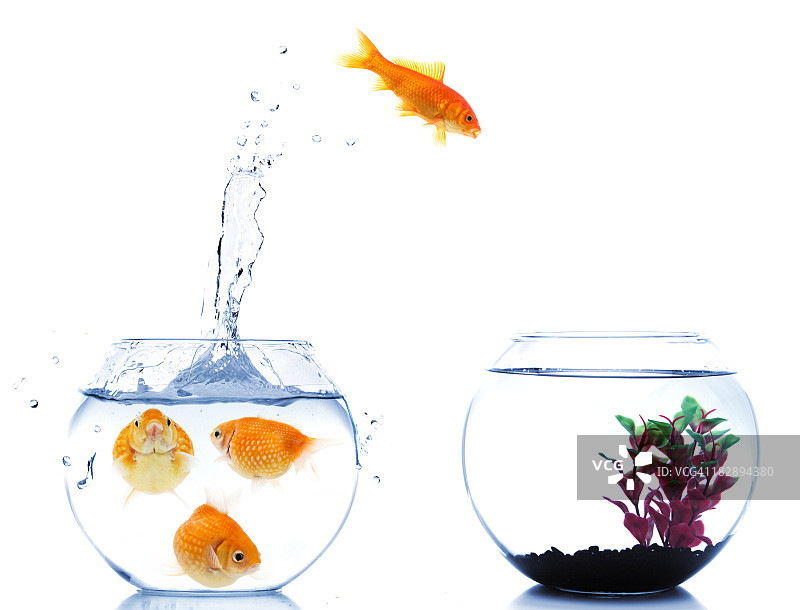 跳入新鱼缸的金鱼图片素材