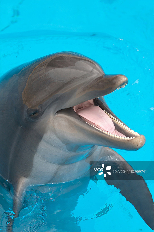 快乐的海豚游泳特写图片素材