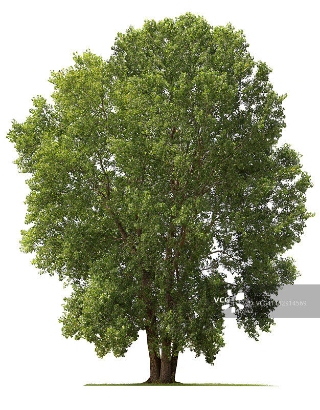 棉白杨树图片素材