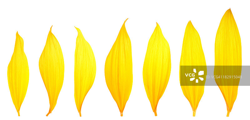 向日葵花瓣图片素材