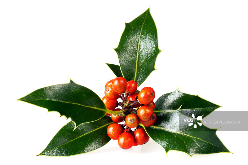 冬青树枝图片素材