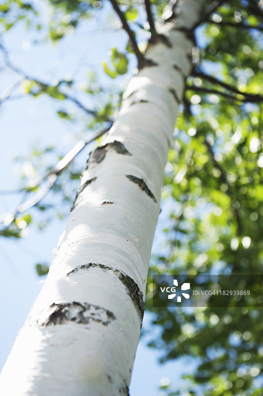 白桦树的低角度视图图片素材