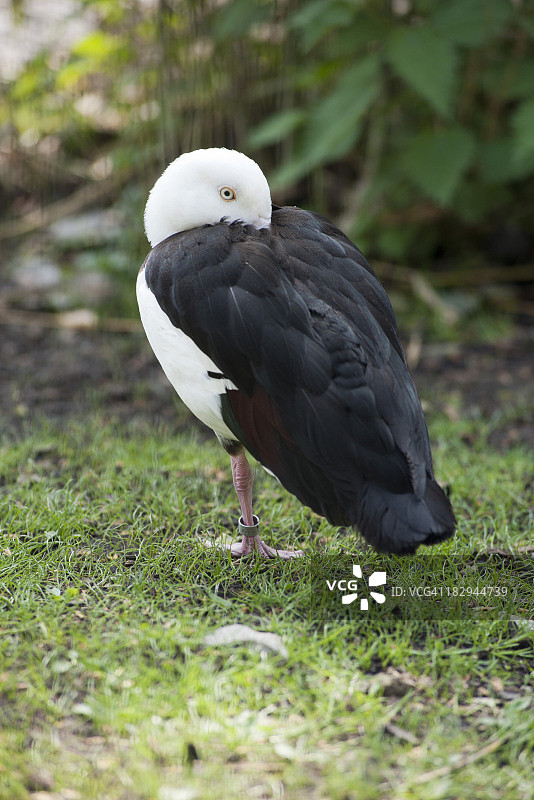 单腿站立的红背鸭图片素材