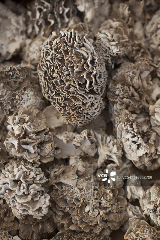 野生舞茸图片素材