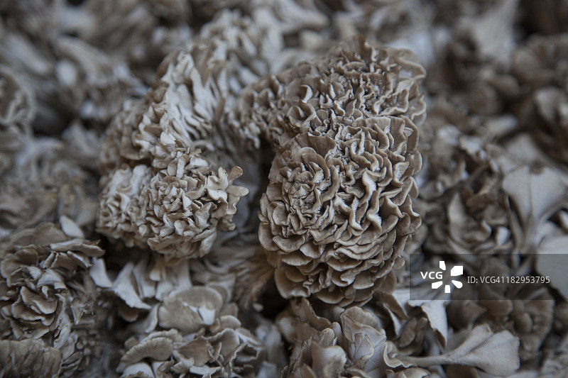 灰树花图片素材