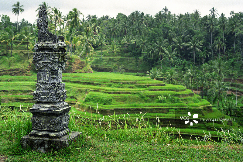 乌布的稻田图片素材