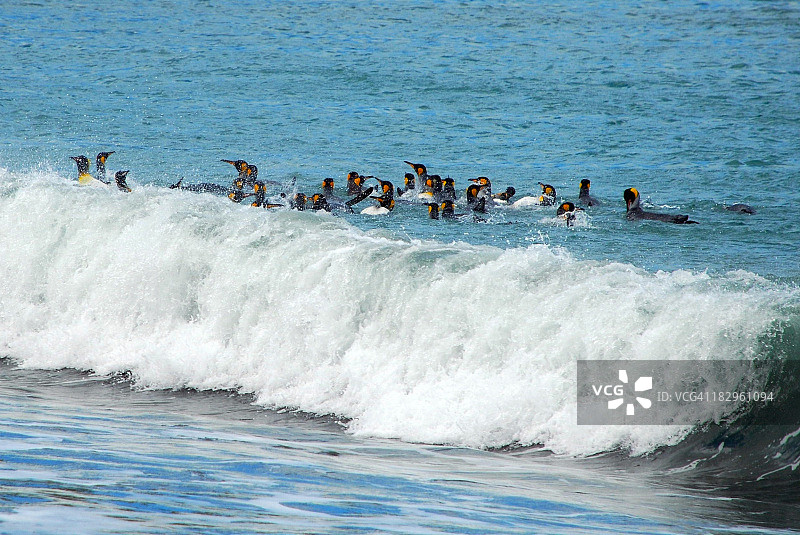 2010年南极夏季冲浪企鹅图片素材