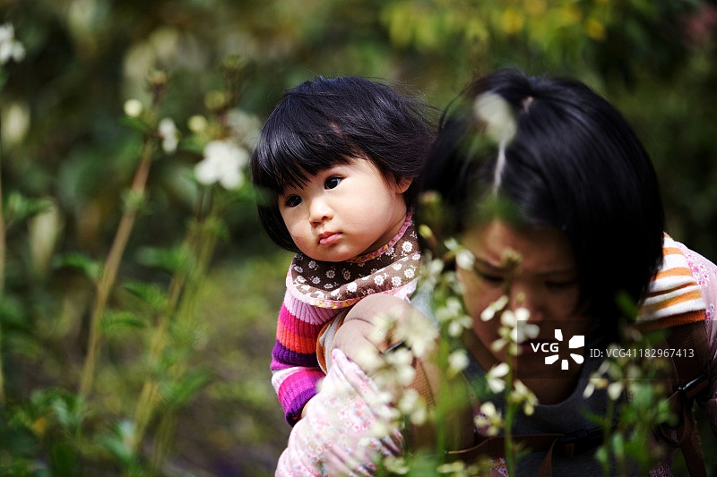 考拉熊图片素材