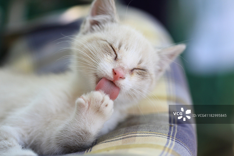 小猫舔爪子图片素材