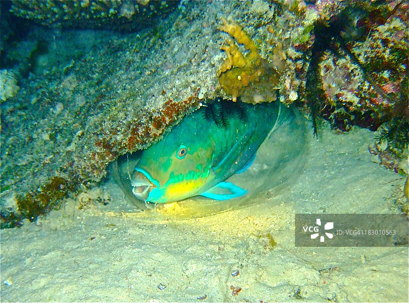 夜间的鹦嘴鱼图片素材