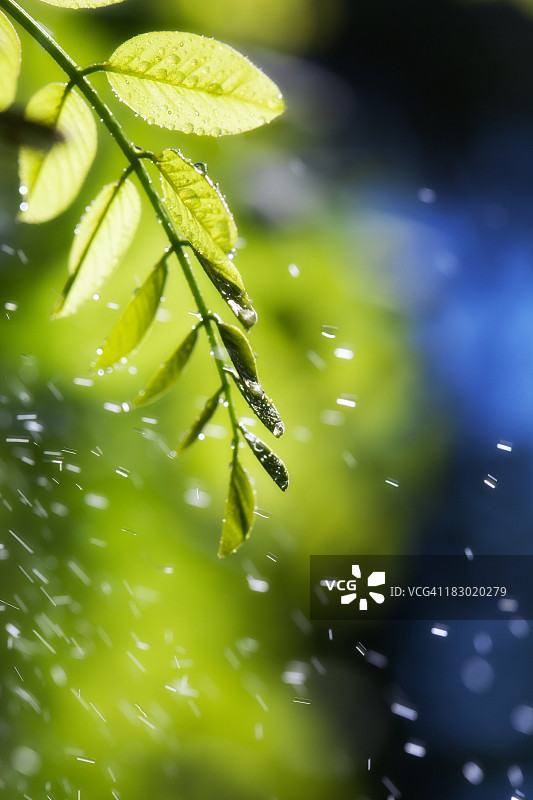 带雨滴的树叶图片素材