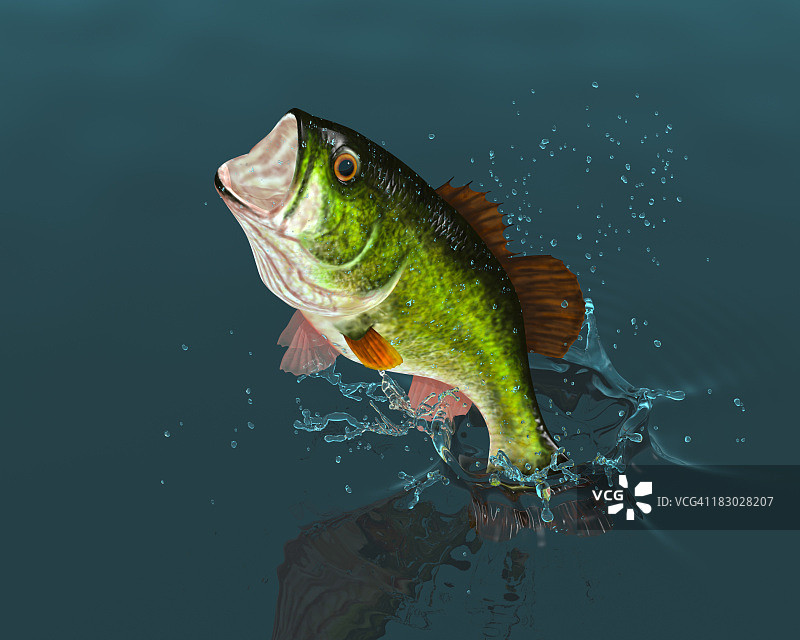 跃起的鲈鱼图片素材