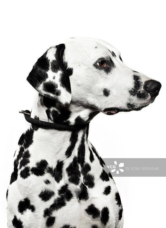 达尔马提亚犬的肖像图片素材