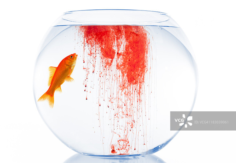 不健康水域中的金鱼图片素材