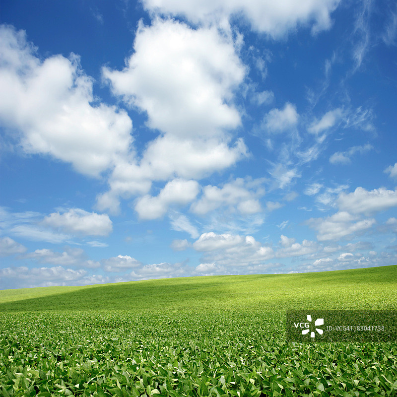 明亮的豆田图片素材