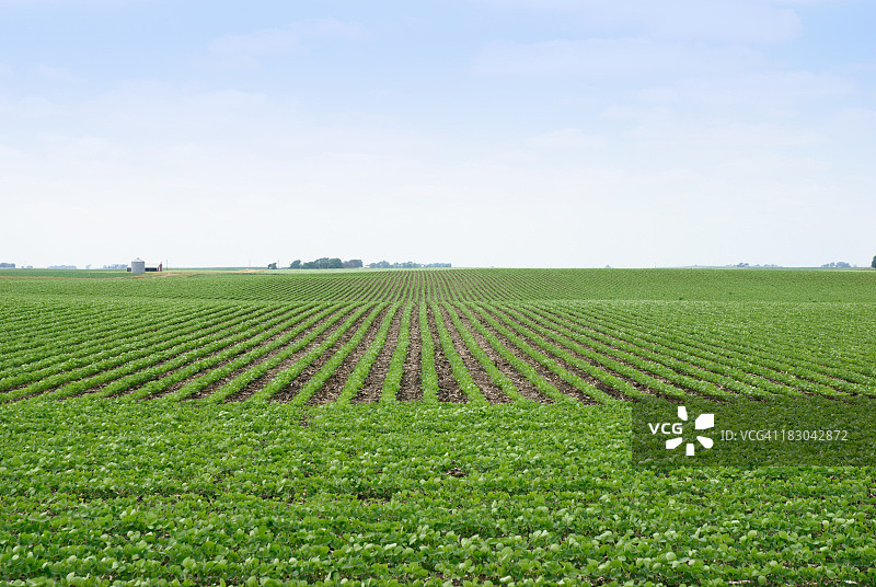 大豆田图片素材