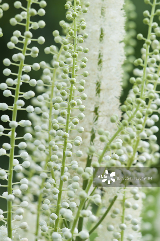 类叶升麻花（Actaea,  Cimicifuga）- III图片素材