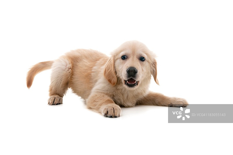 淘气的狗图片素材