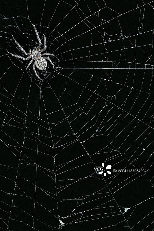 蜘蛛在他的网上图片素材
