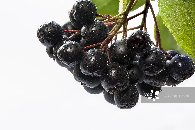 阿罗尼亚图片素材