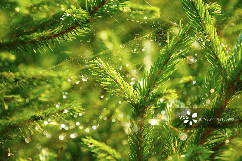 松树枝上的蜘蛛网和光晕图片素材