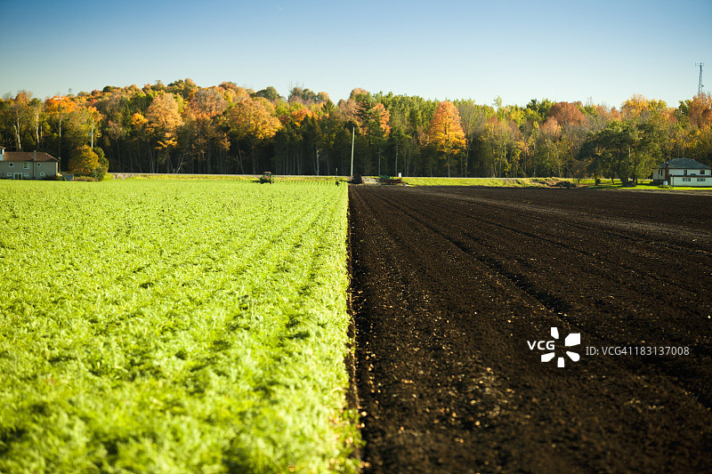 农田里种植的作物图片素材