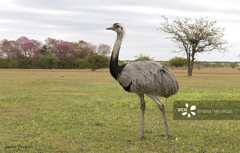 尼亚杜图片素材