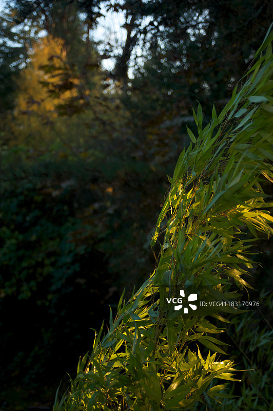 风中的竹子图片素材