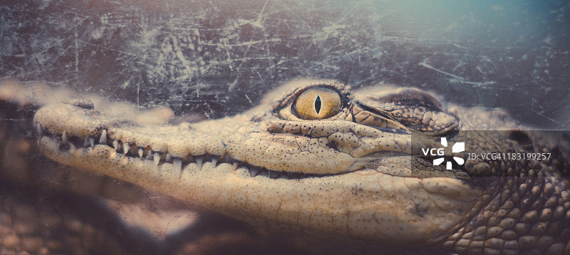 幼年尼罗鳄图片素材