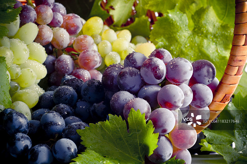 不同品种的鲜葡萄图片素材
