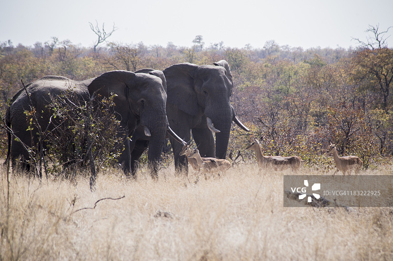 克鲁格国家公园的大象图片素材