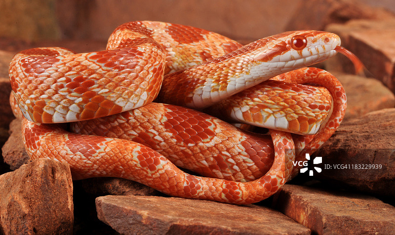 玉米蛇图片素材