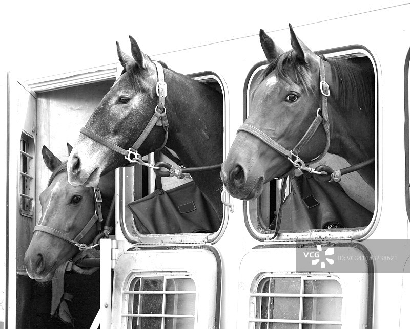 拖车里的骏马图片素材